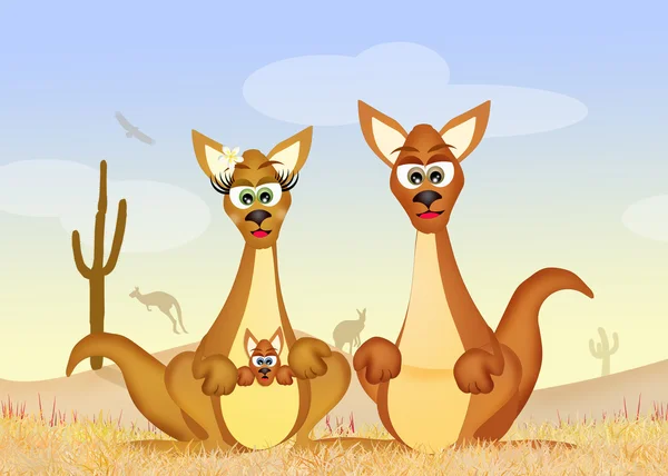 Couple de kangourous dans le désert — Photo