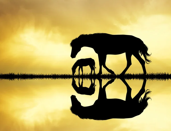 horses silhouette on river