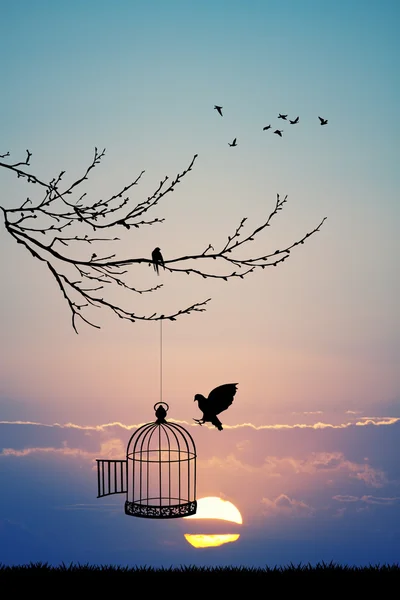 Bird cage on tree — Stock Photo, Image