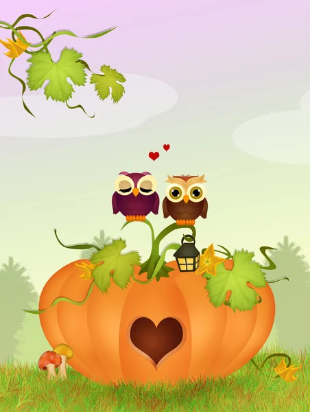 Owls on the pumpkin in a heart shape — Stock Photo, Image