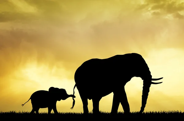 Elefante bambino al tramonto — Foto Stock