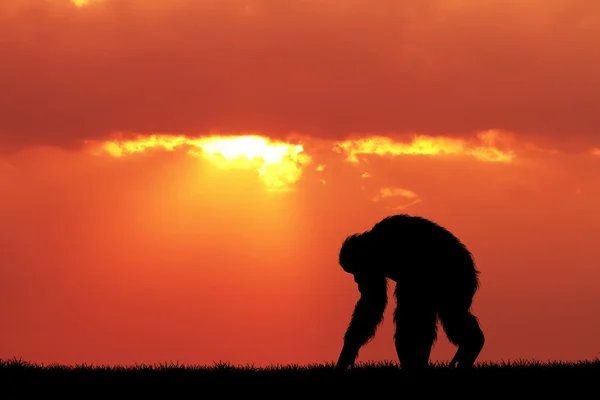 黑猩猩在日落时 — 图库照片
