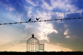 free birds on wire