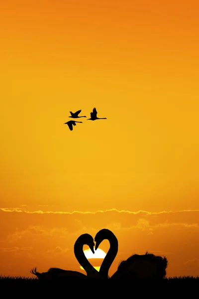 Cygnes couple silhouette — Photo