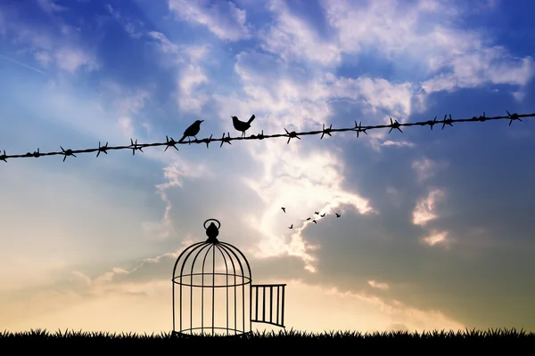 Freie Vögel auf Draht — Stockfoto