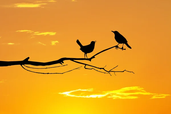 Birds in love on branches — Stock Photo, Image