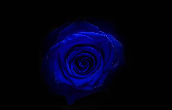 Rose Bleue Sur Fond Noir — Photo