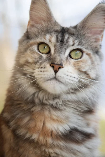 Maine Rakun Dişi Kedi — Stok fotoğraf