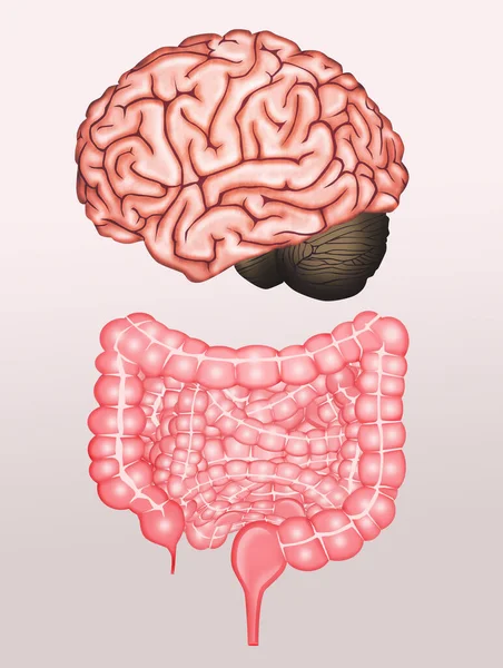 Ilustración Del Cerebro Los Intestinos — Foto de Stock