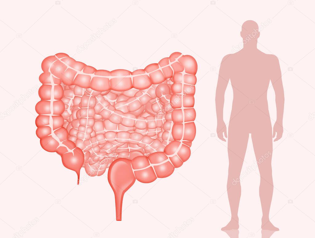 illustration of the human intestine