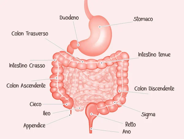 Ilustración Del Esquema Del Intestino Humano —  Fotos de Stock