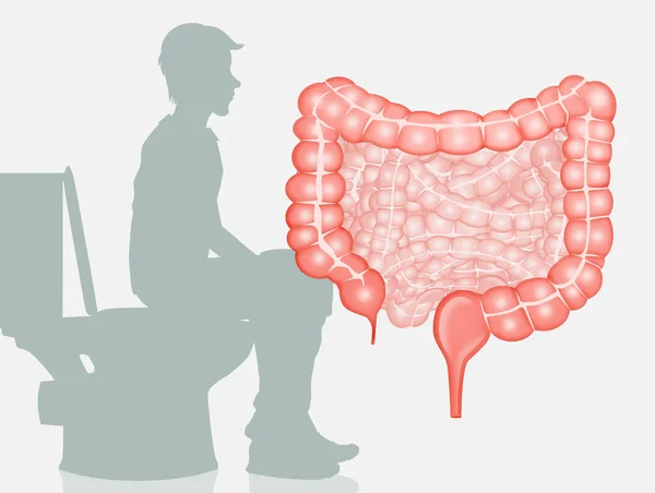 Illustrazione Dell Importanza Intestino Sano Evacuazione — Foto Stock