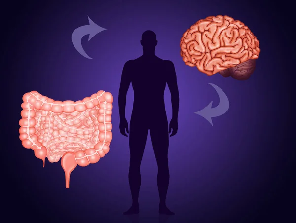 Ilustración Del Intestino Segundo Cerebro — Foto de Stock