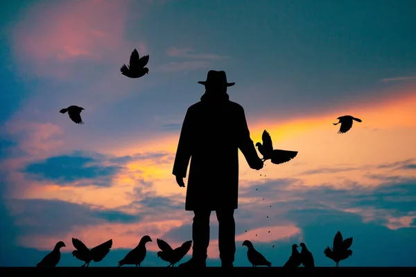 Hombre Alimenta Palomas Atardecer — Foto de Stock