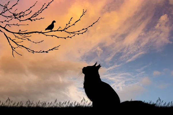 Chat Regardant Pigeon Sur Branche — Photo