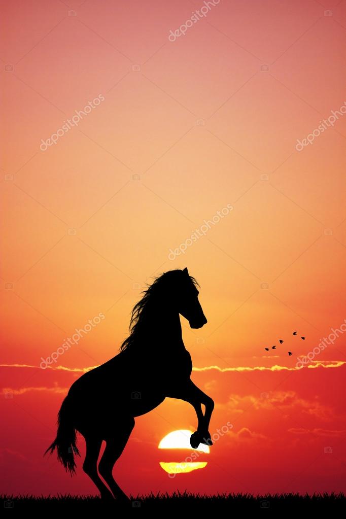 Americano Cavalos ao Por do Sol