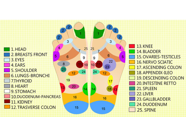 Foot reflexology chart
