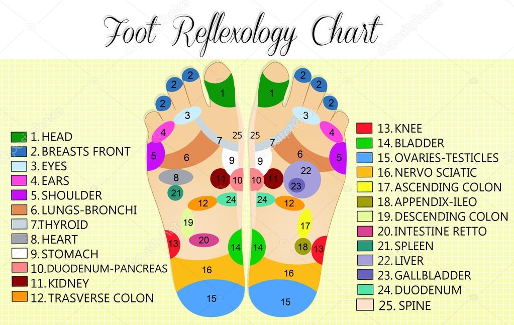 Reflexology Foot Chart Ovaries