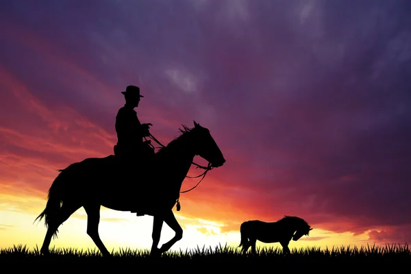 Pferde bei Sonnenuntergang — Stockfoto