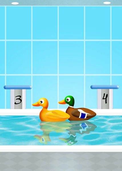 Ducks in the pool — Stock Photo, Image