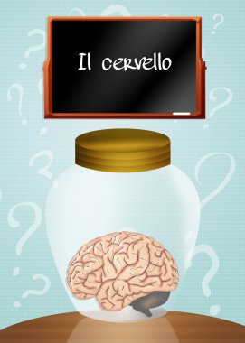 kavanozun içinde beyin