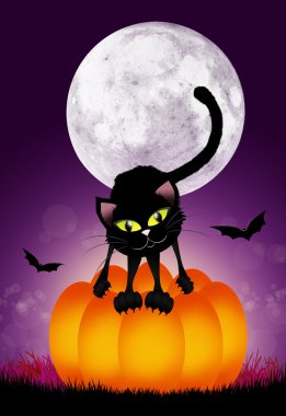 kabak üzerine siyah kedi