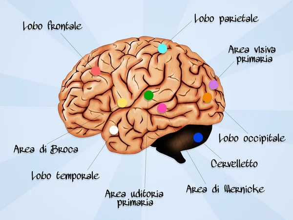 Gehirnanatomie — Stockfoto