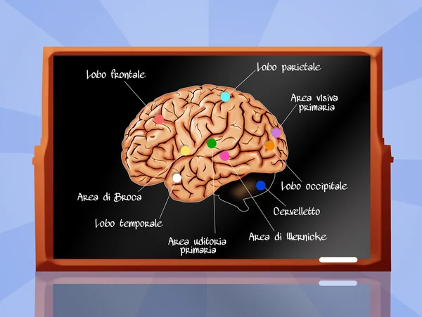 脑解剖 — 图库照片