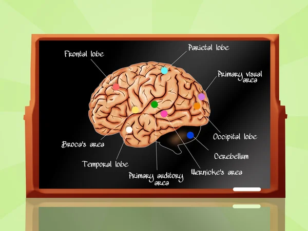 Анатомії мозку — стокове фото