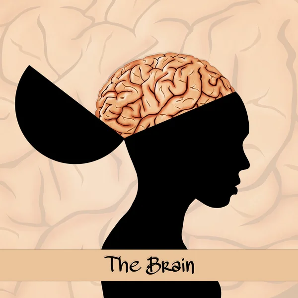 Ο εγκέφαλος — Φωτογραφία Αρχείου