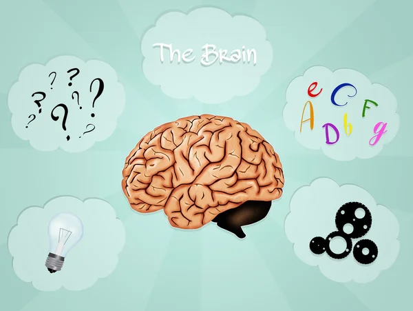The brain — Stock Photo, Image