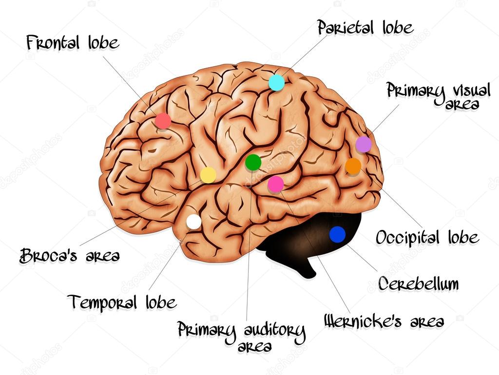 Brain anatomy