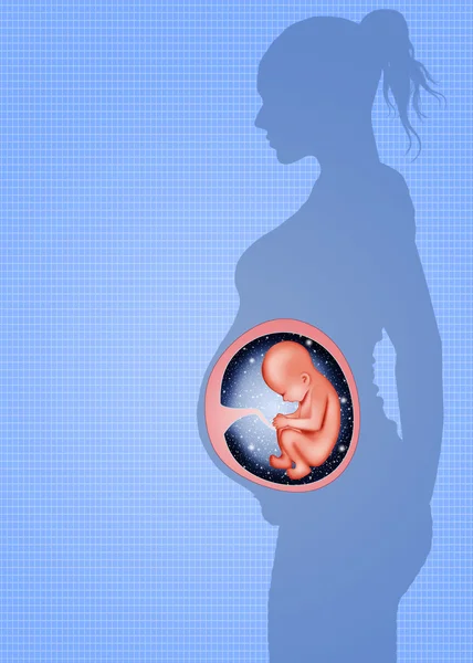 Fetus in womb — Stock Photo, Image