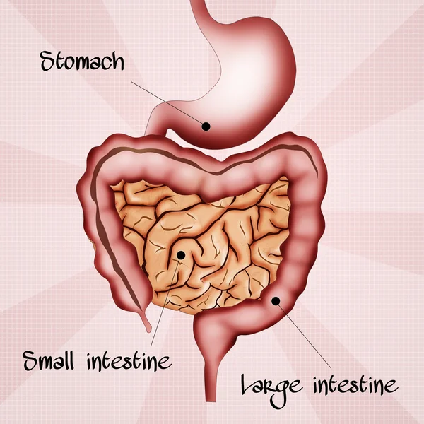 Intestino — Foto Stock