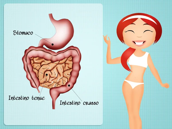 Intestino — Fotografia de Stock