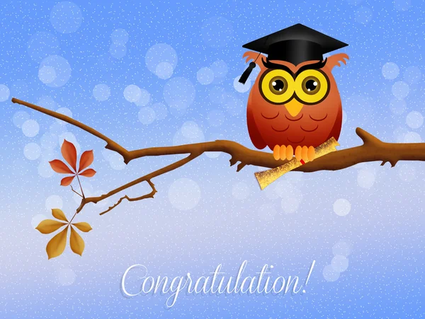 Owl graduate — Stock Photo, Image