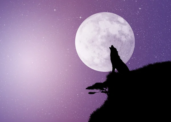 Wolf in th maanlicht — Stockfoto