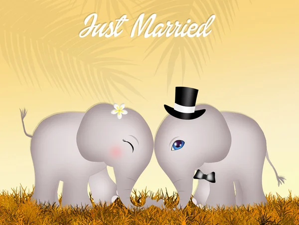 Wedding of elephants — Stock Photo, Image