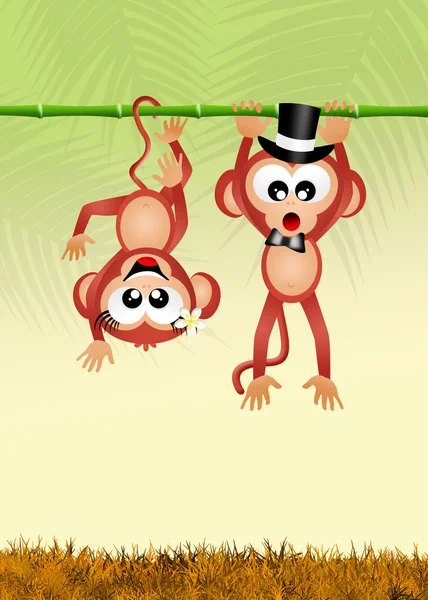 Monkeys in love — Stock Photo, Image