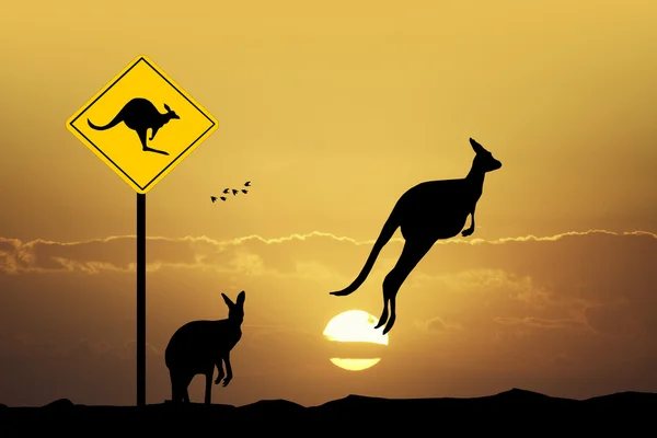 Kanguru dikkat işareti — Stok fotoğraf