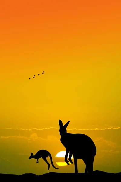 Kangaroos at sunset — Stock Photo, Image