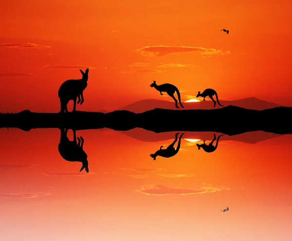 Kangaroos at sunset — Stock Photo, Image