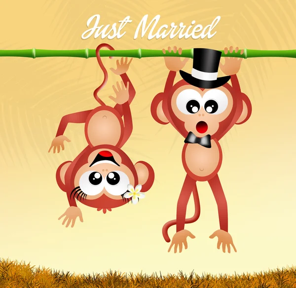 Bröllop av apor — Stockfoto