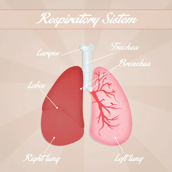Respiratory system — Stock Photo, Image