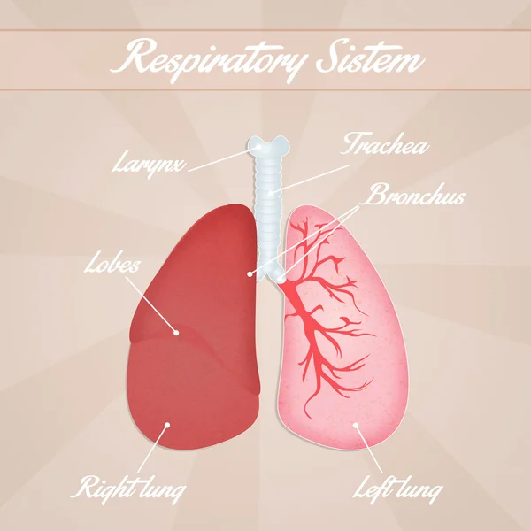 Układ oddechowy — Zdjęcie stockowe