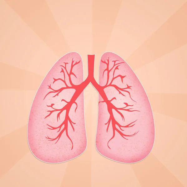 Akciğerler — Stok fotoğraf