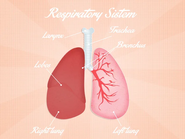 Sistema respiratório — Fotografia de Stock