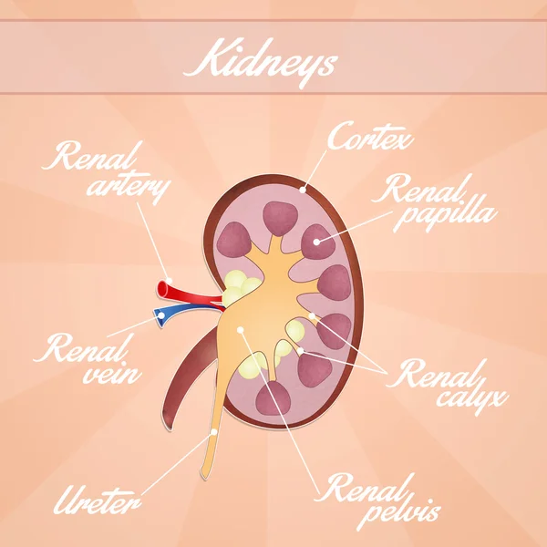 Nieren — Stockfoto