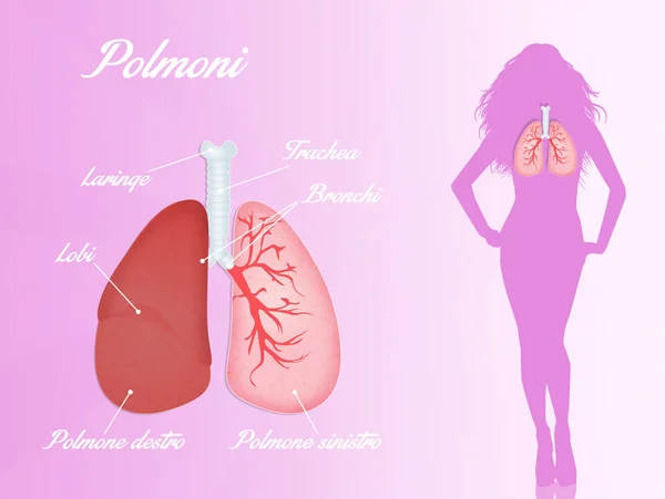 Human respiratory system — Stock Photo, Image