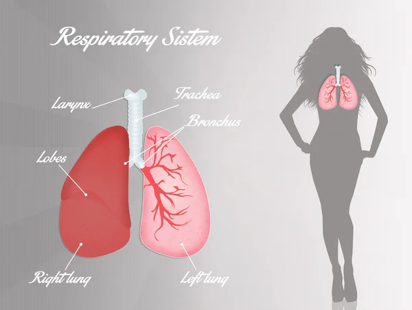 Respiratory system — Stock Photo, Image